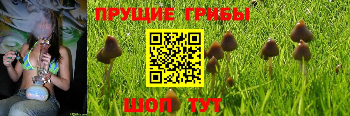 Галлюциногенные грибы Psilocybe  Галлюциногенные грибы GOLDEN TEACHER  Вятские Поляны 